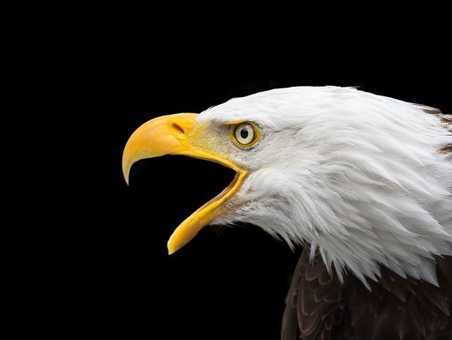 bald-eagle-2715461__480.jpg