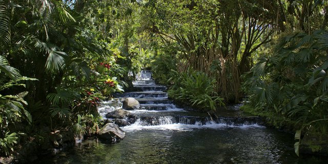 forest-garden-jungle-nature.jpeg