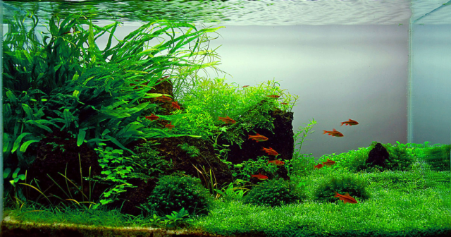 freshwateraquarium-1024x538.png