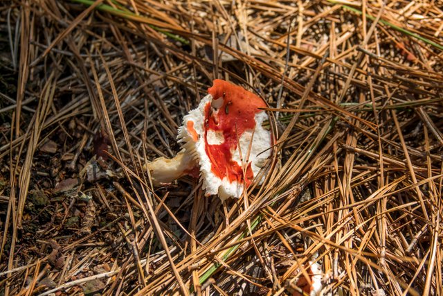 Russula emetica Top01.jpg