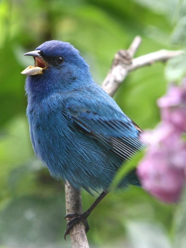 5-17-12-male-indigo-bunting-img_0865.jpg