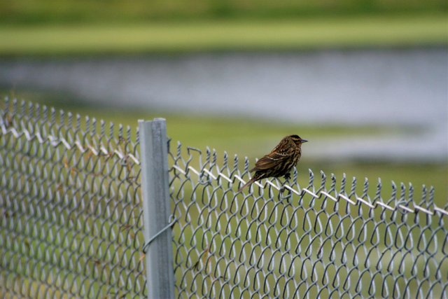 bird fence.jpg