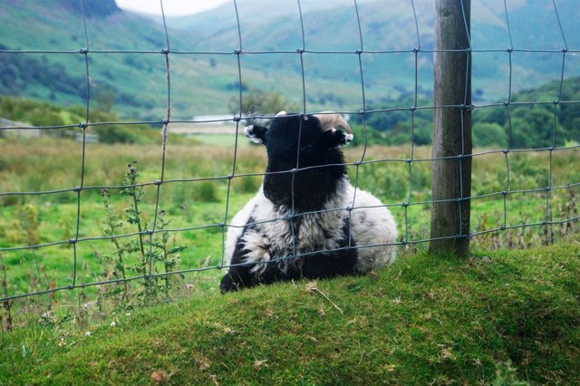 the-lake-district-england-sheep-1024x681.jpg