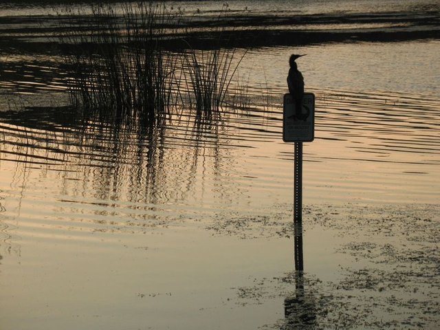 Cori's Books through 17Jun2009 025 - Bird on Do not Feed Alligator sign, Taylor Park.jpg