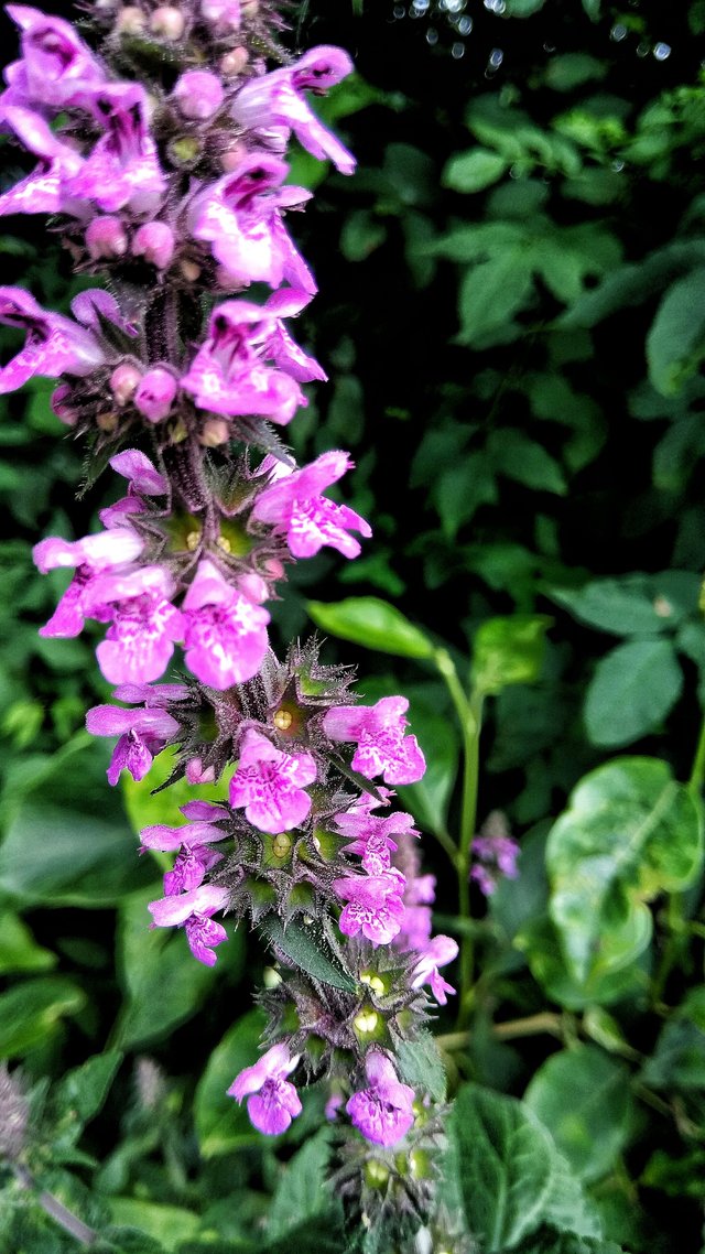 DSC_0815-01-01.jpeg