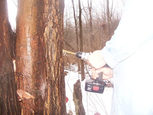 Tapping Maple Syrup 007.jpg