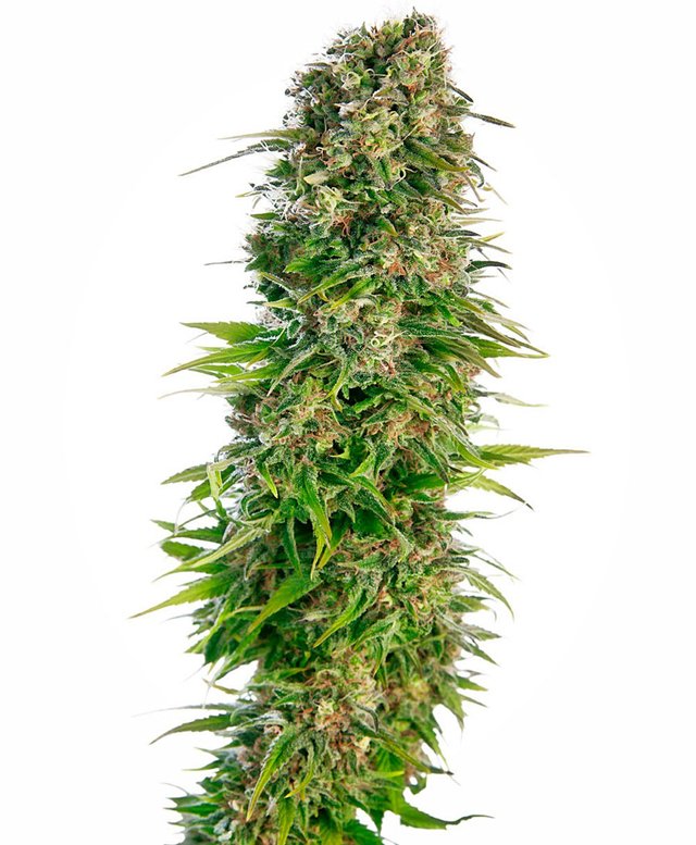 hindu-kush-autoflowering-xl.jpg