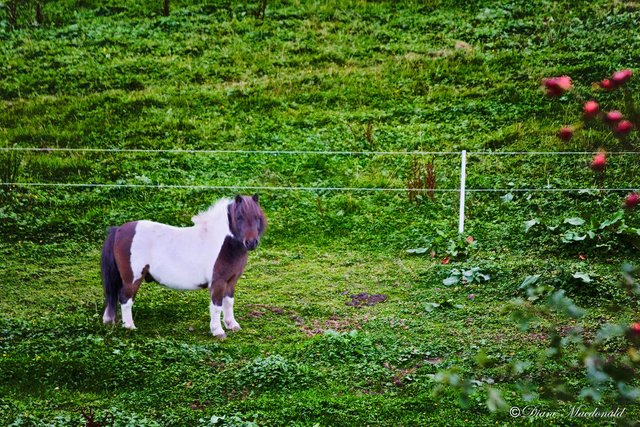 shetland pony scotland.jpg