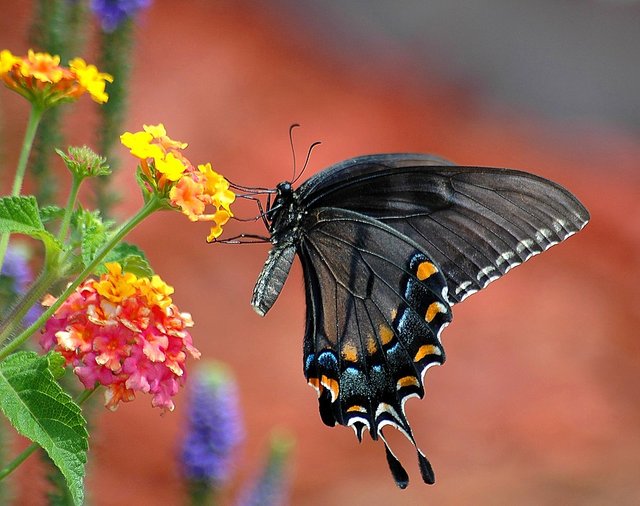 black-swallowtail-1548393_960_720.jpg