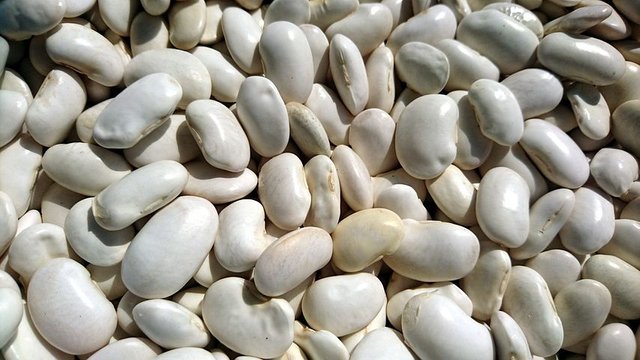 beans-3259013__480.jpg