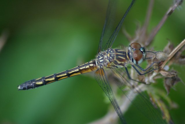 dragonfly close side best.jpg