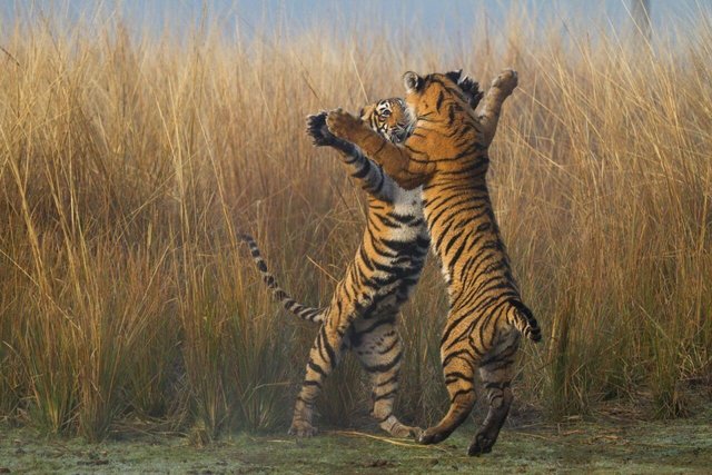tiger-tango.jpg
