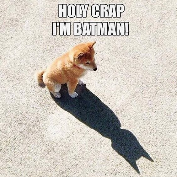 batmandog.jpg