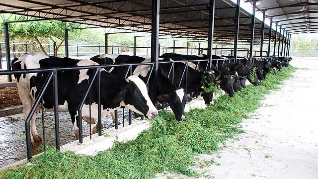 israel-milkfarm.jpg