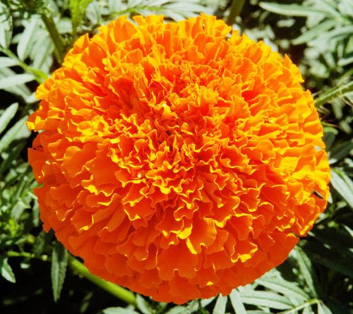 marigold-flower-hybrid-f-1-500x500.jpg