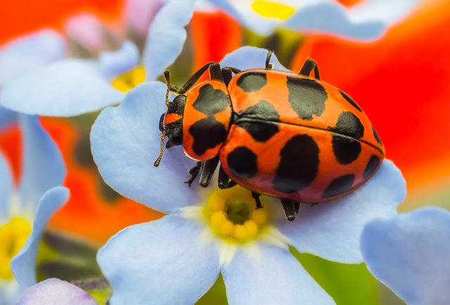 Ladybug