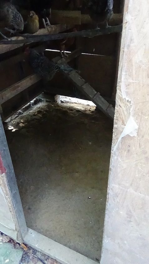 Re Flooring The Chicken Coop Steemit