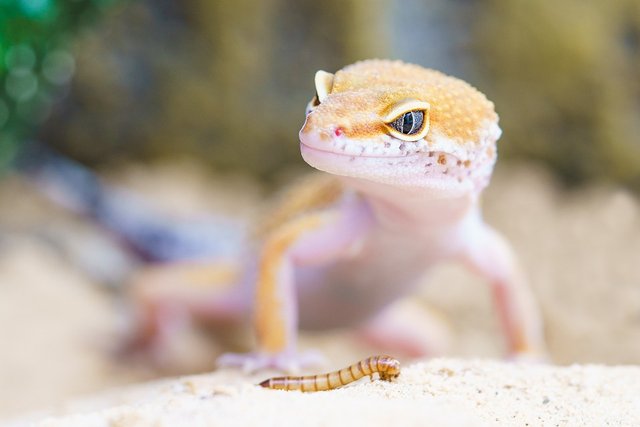 gecko.jpg