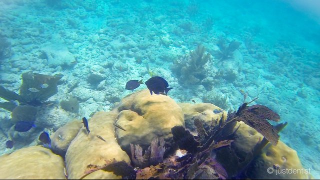 underwater world key largo.jpg