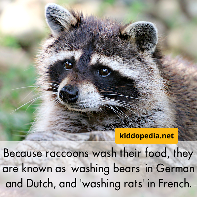 19 Raccoon.png