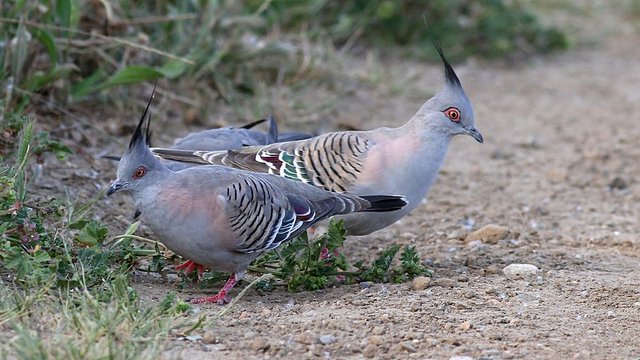 Pigeon_Crested-3.jpg