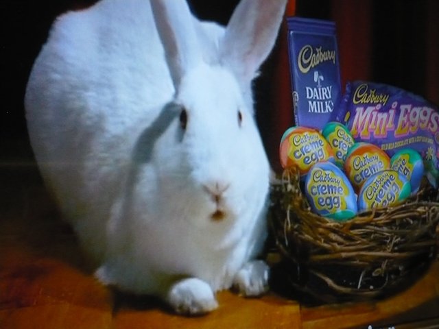 The cadbury bunny.jpg