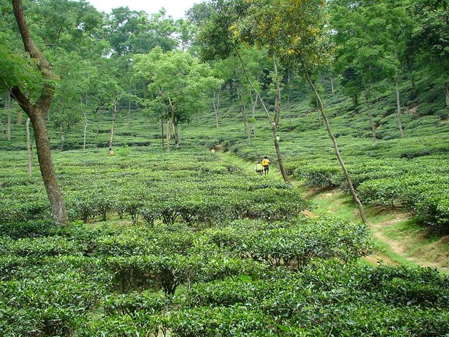 Tea_Garden_in_Malini_chora_Sylhet_Bangladesh_(3).JPG