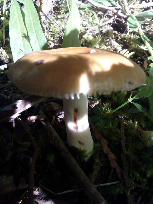 peeking-in-on-the-mushroom-.jpg