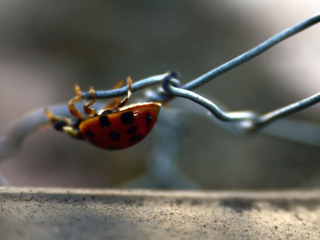 10802760971 - ladybird traversing the chicken wire upside down.jpg