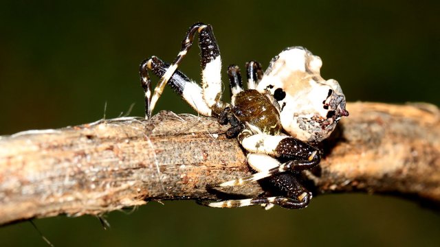 bird dung spider