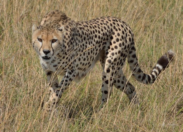 Acinonyx jubatus (cheetah).jpg