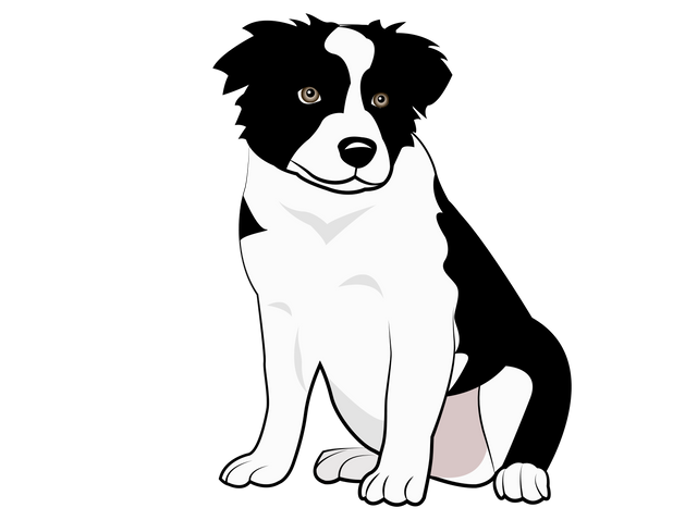 Boder Collie.png