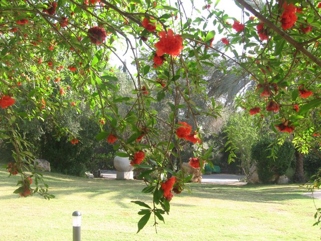 Synagogue garden