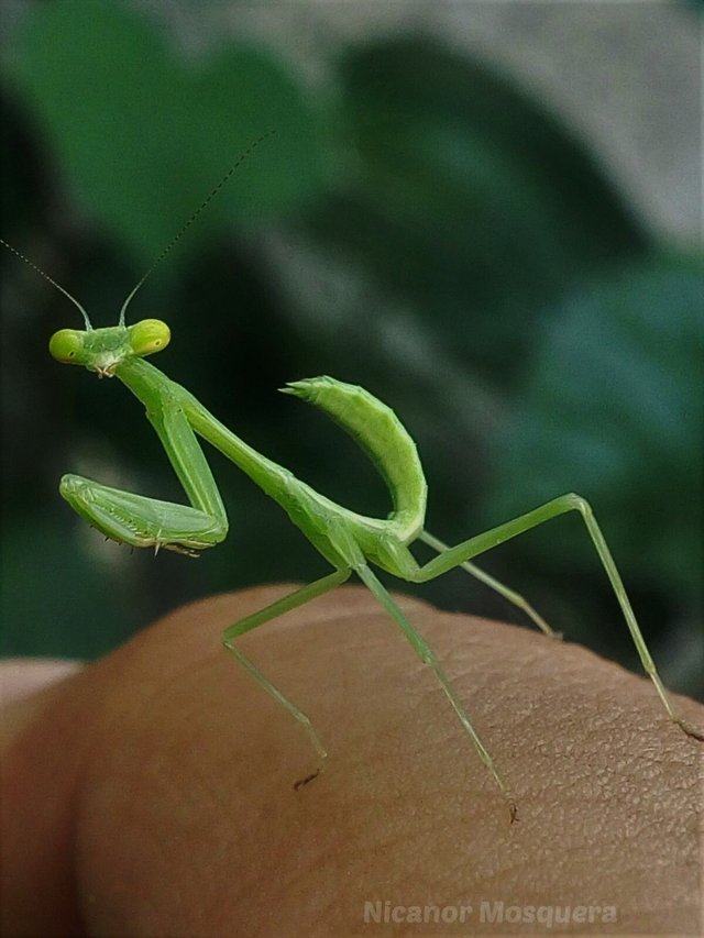 Mantis 1 copia.jpg