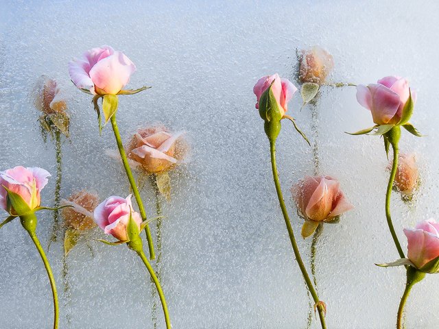 frozenflowers.ORIGINAL-042.jpg