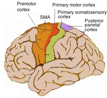 Human_motor_cortex.jpg