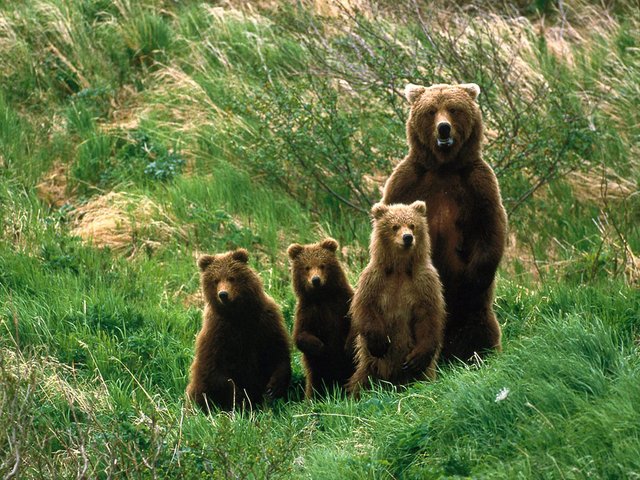 cute bears.jpg