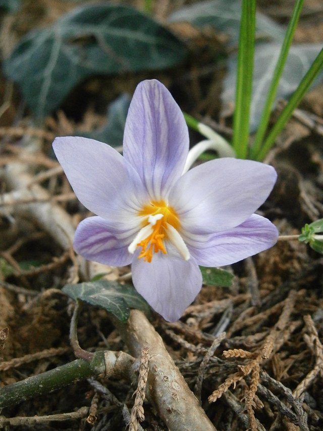 Crocus_laevigatus_'Fontenayi'_RHu_01.JPG