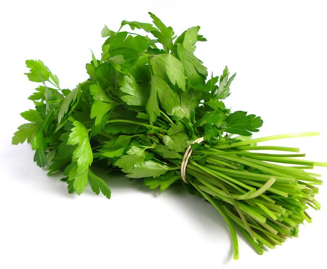 Cilantro.jpg