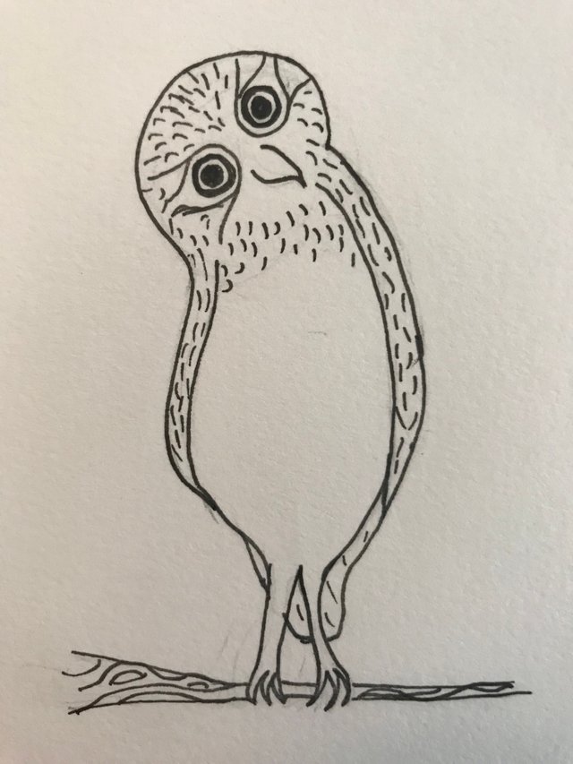 Draw1 - inquisitive owl.JPG