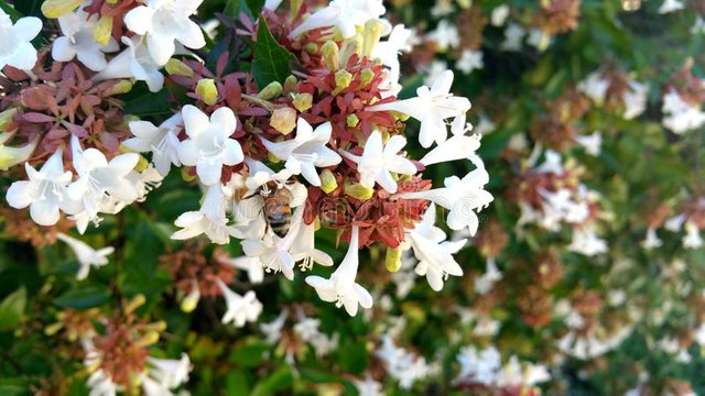 Urban Pollinators Winter Flowers For Bees And Other Pollinators