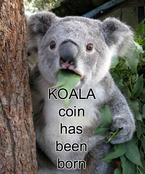 Surprised-Koalacoin.jpg