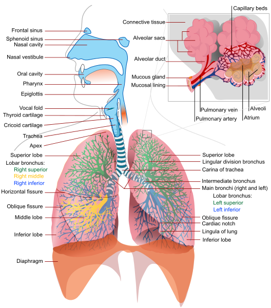 528px-Respiratory_system_complete_en.svg.png