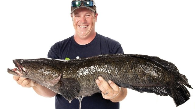 snakeheadfish_wide-dd183ceeb06b4e8684632aee6eec3b337a39a041.jpg