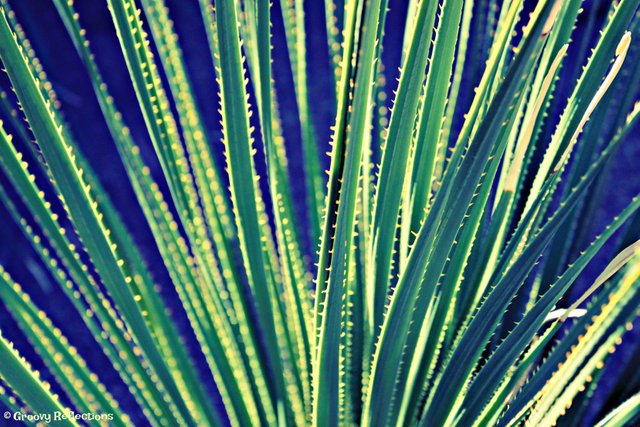 aa vibrant succulent plant IMG_7195.jpg