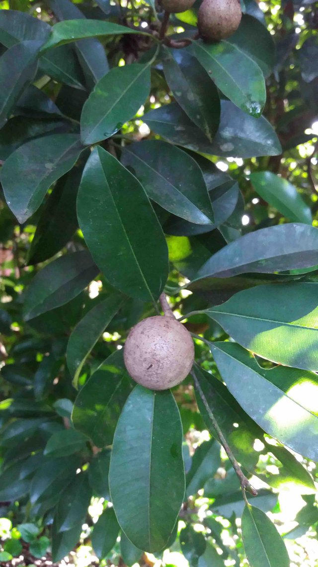 sapodilla fruits.jpg