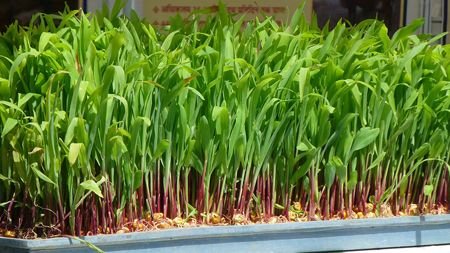 Sprouted corn crop.jpg