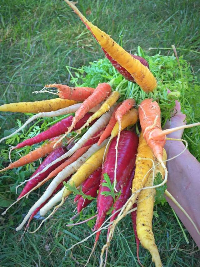 carrot bunch 1.jpg