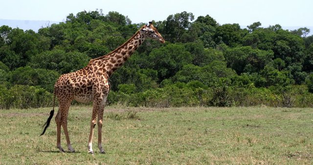 Giraffa camelopardalis (giraffe).jpg