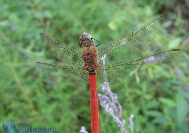 2017-07-28_dragonfly5.jpg
